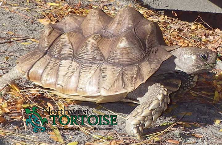 Home - Northwest Tortoise