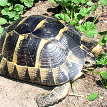 box-turtles-bertha1