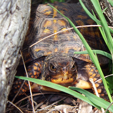 Box Turtles - Northwest Tortoise