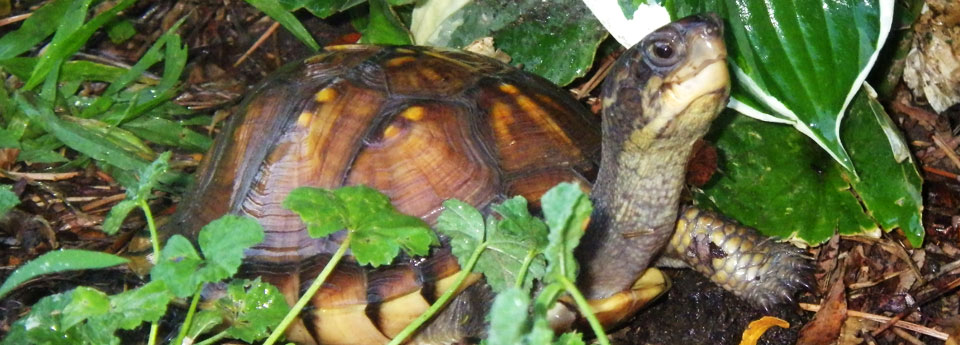 Home - Northwest Tortoise