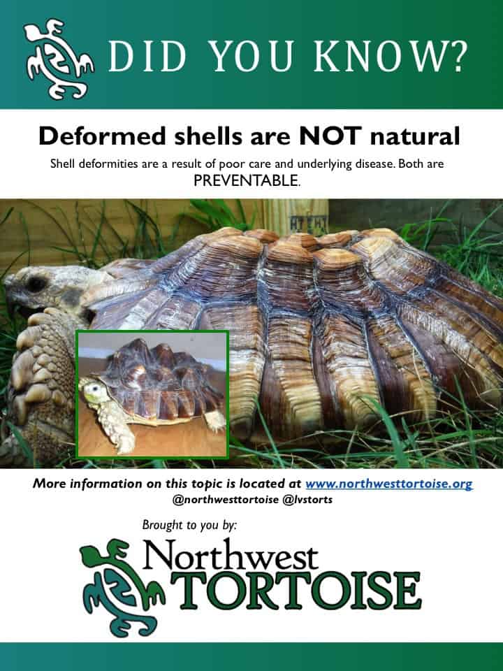 did-you-know-shells.jpeg did-you-know-shells.jpeg