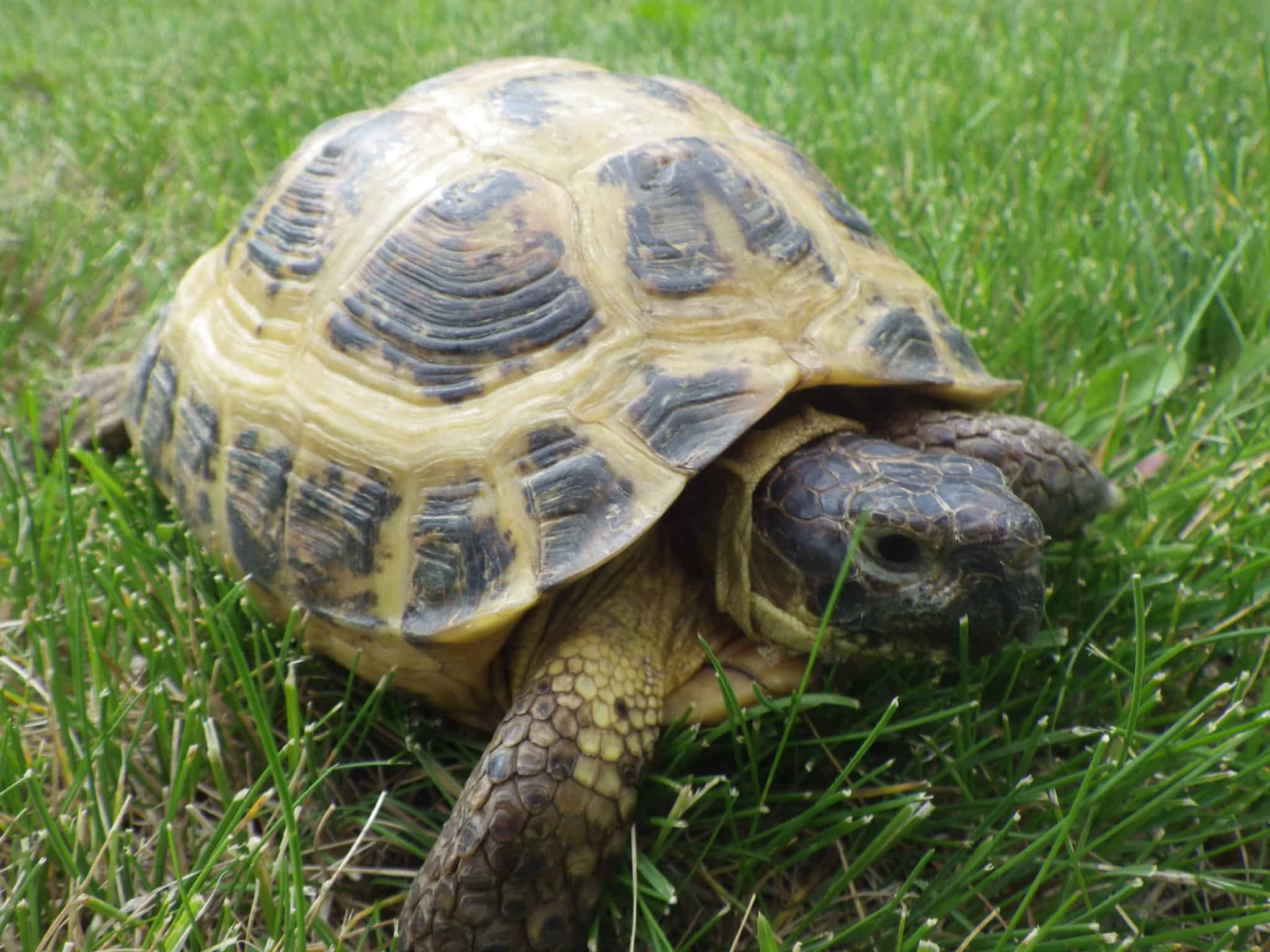 Russian Tortoises - Northwest Tortoise