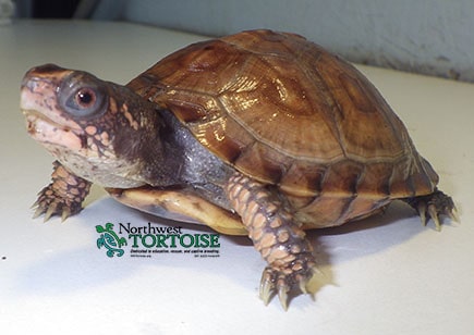 For Sale - Northwest Tortoise